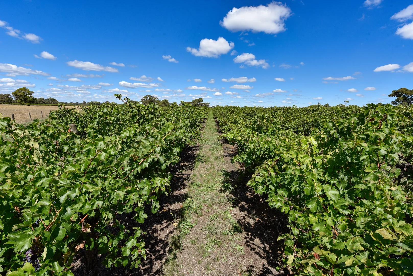 Additional image 23 of V&A Lane, Coonawarra SA 5263