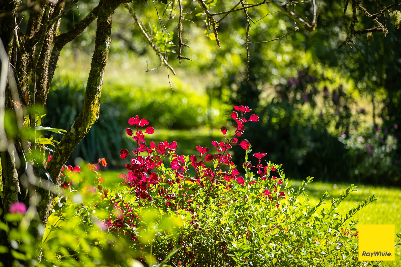 Additional image 24 of 'Sunrise' Darkwood Road, Bellingen NSW 2454