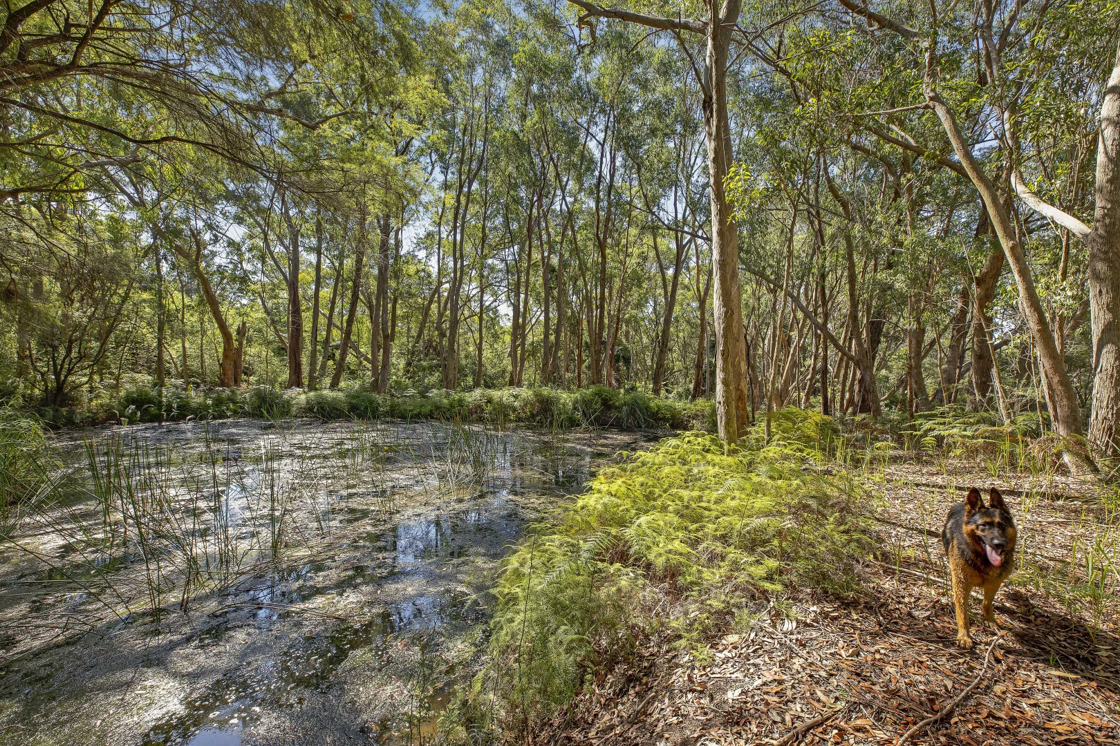 Additional image 9 of 3 Jones Road, Calga NSW 2250