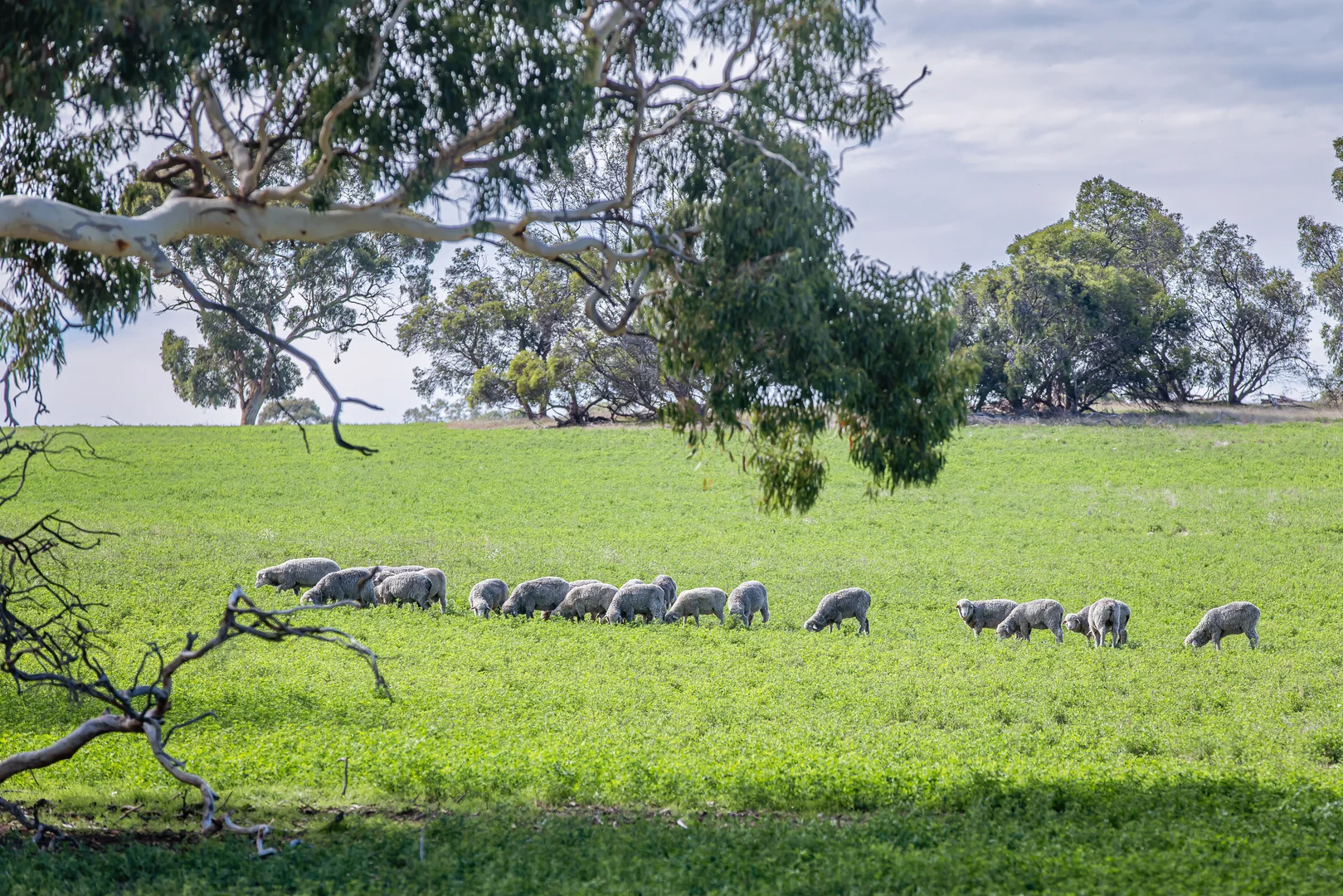 Additional image 10 of 1089 Pedericks Road, Lochaber SA 5271