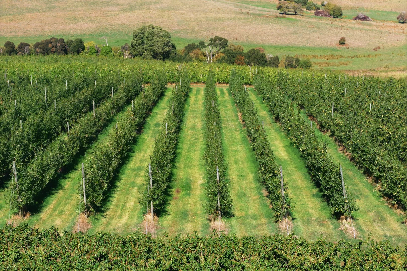 Additional image 5 of 161 John Lees Drive, Dilston TAS 7252