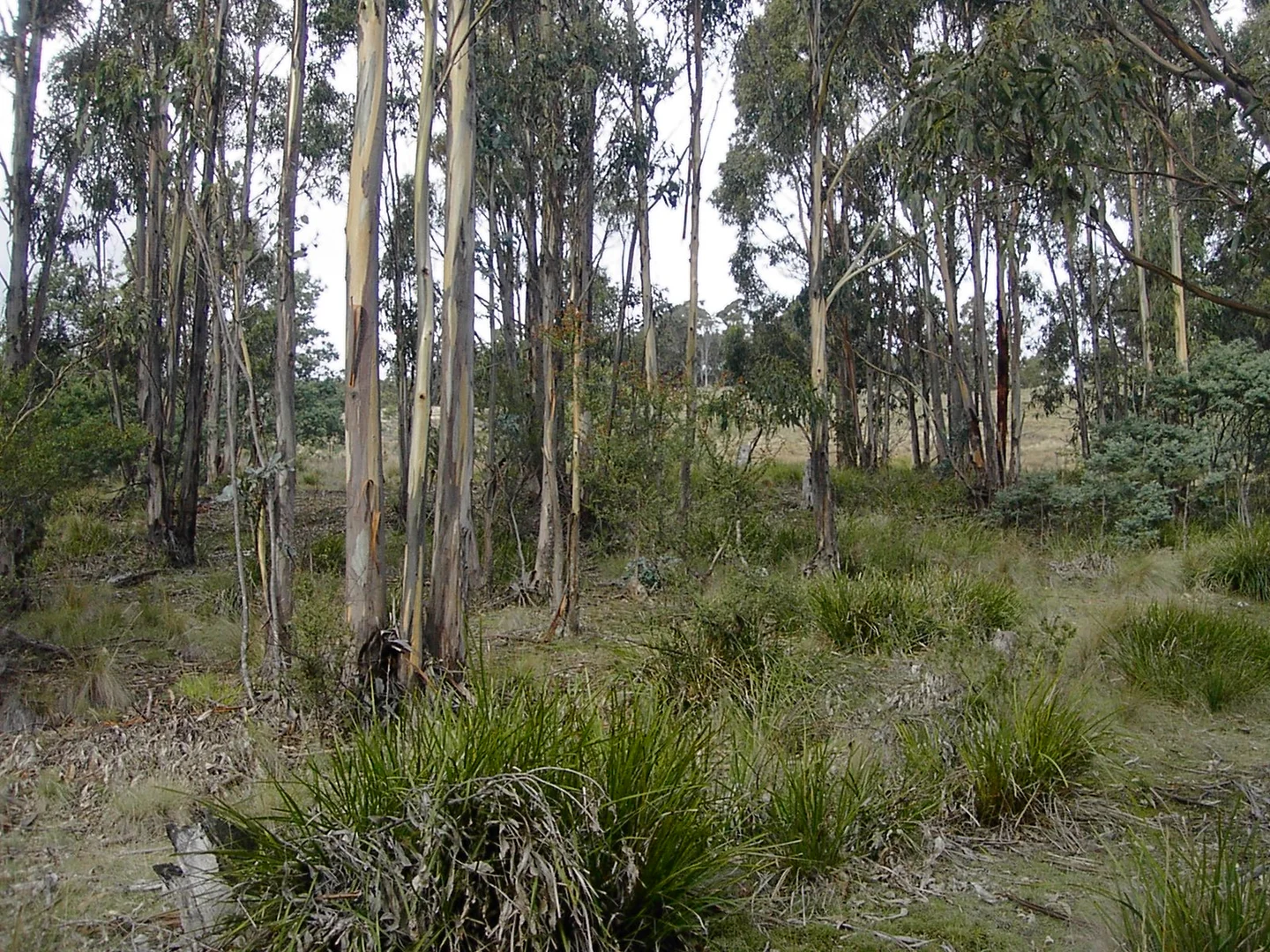 Additional image 7 of 420 Springhill Bottom Road, Colebrook TAS 7027