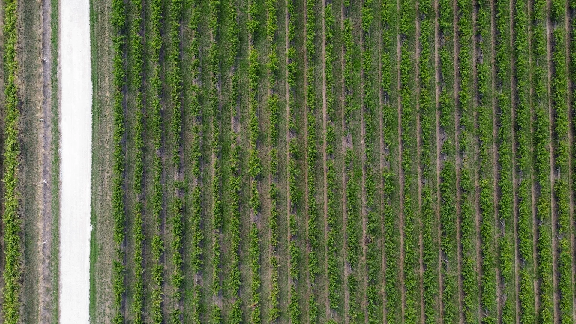 Additional image 12 of V&A Lane, Coonawarra SA 5263