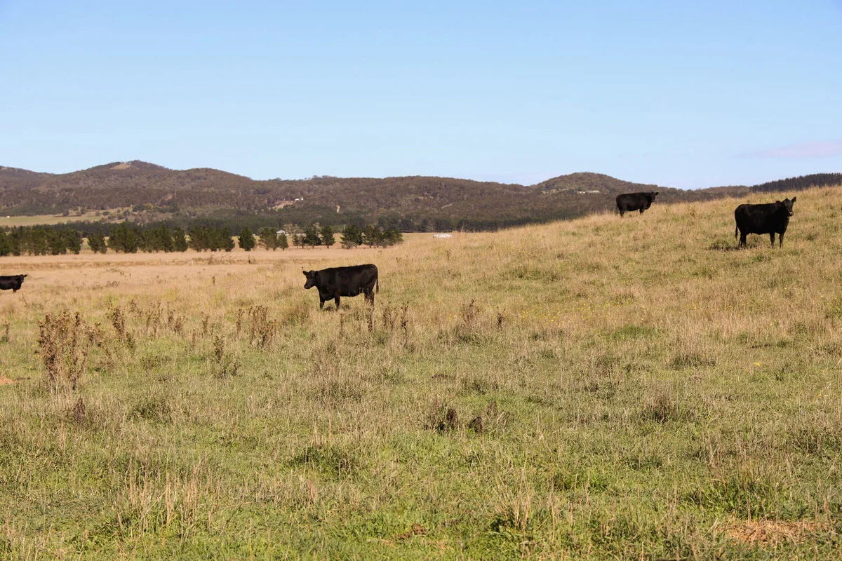 Additional image 9 of 1790 Braidwood Road, Tarago NSW 2580