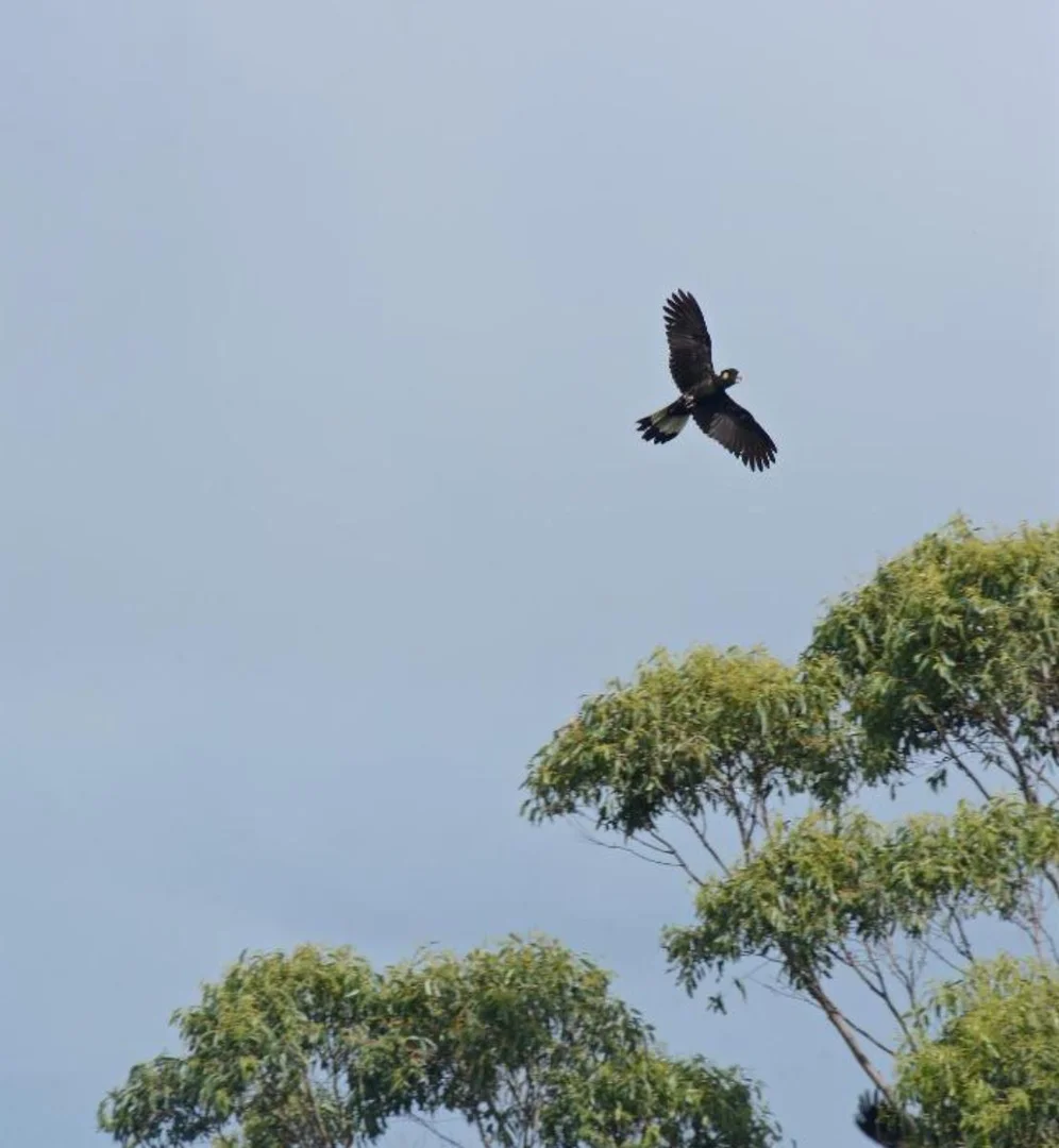 Additional image 35 of 210-220 Macdonnell Road, Tamborine Mountain QLD 4272