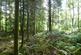 Additional image 4 of Balwil Wood, Buchlyvie, Stirlingshire FK8