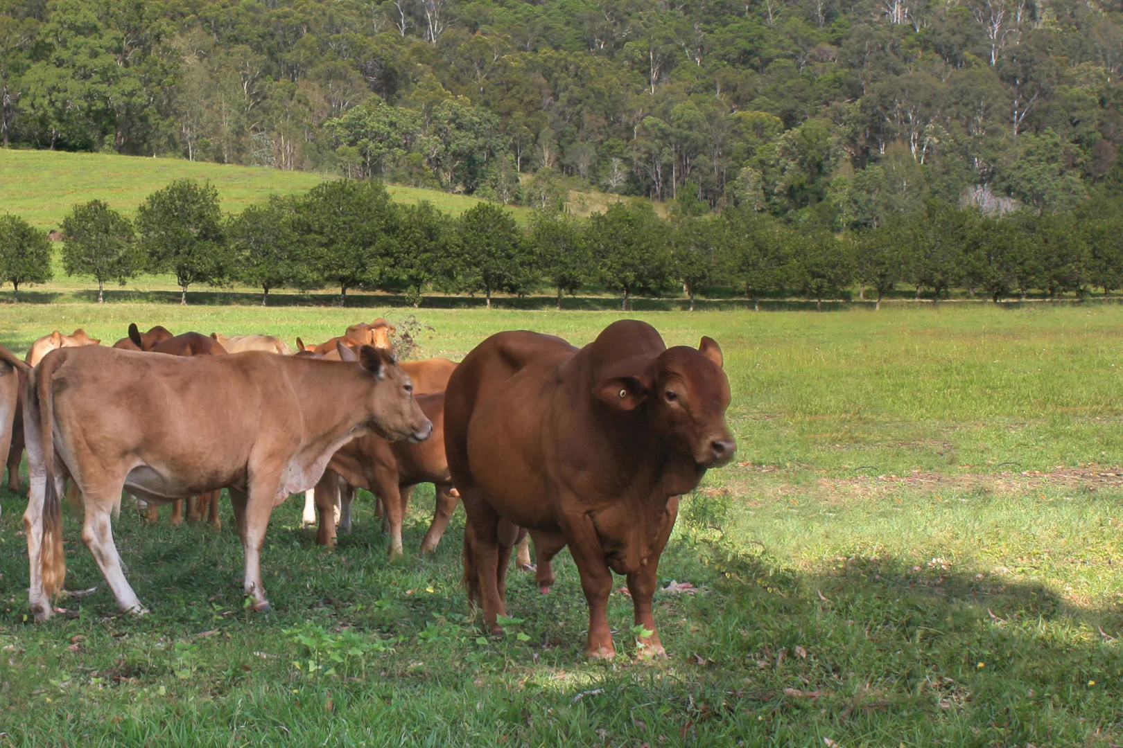 Additional image 35 of 287A Marys Creek Road, Marys Creek QLD 4570
