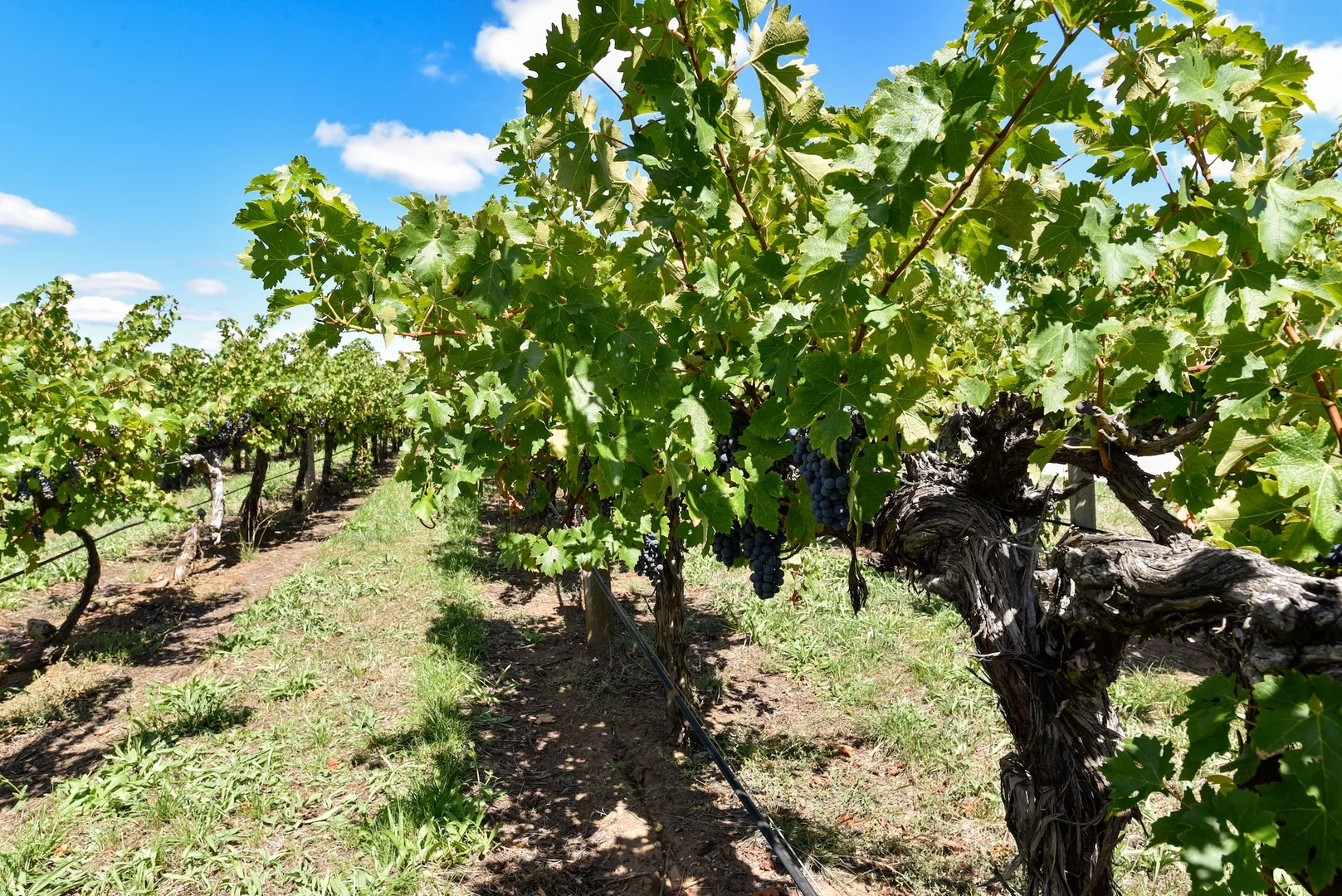 Additional image 20 of V&A Lane, Coonawarra SA 5263