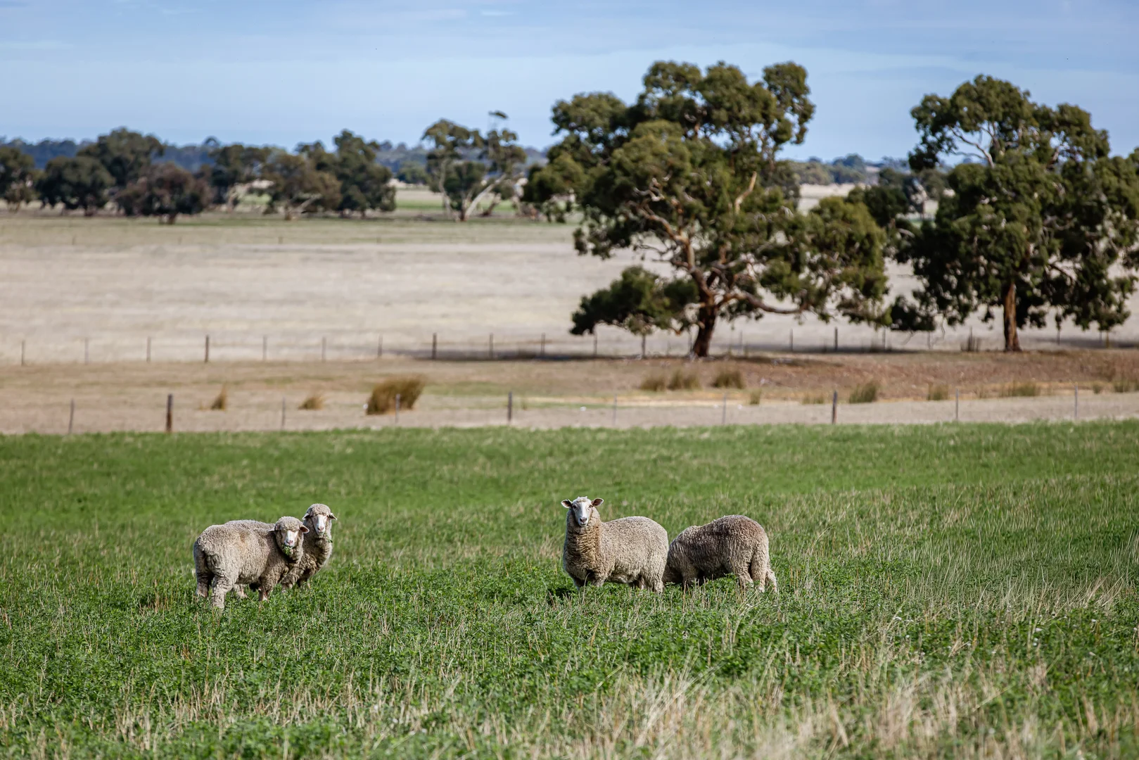 Additional image 11 of 1089 Pedericks Road, Lochaber SA 5271