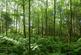 Additional image 6 of Balwil Wood, Buchlyvie, Stirlingshire FK8