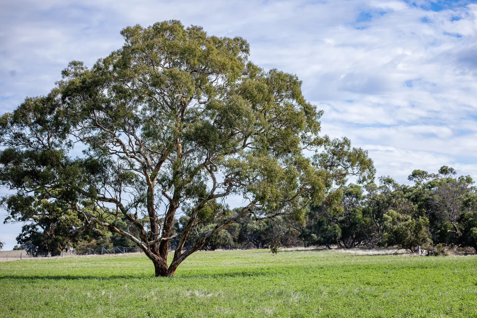 Additional image 5 of 1089 Pedericks Road, Lochaber SA 5271
