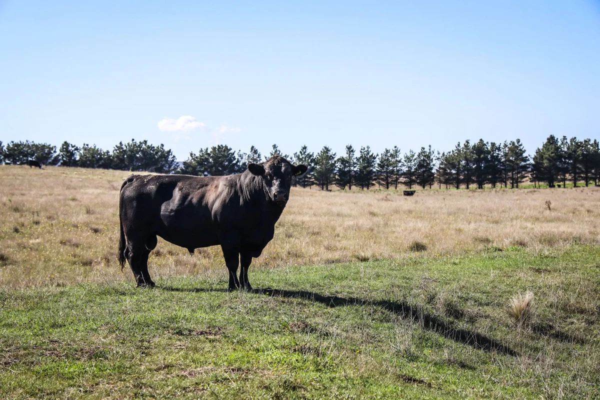 Additional image 3 of 1790 Braidwood Road, Tarago NSW 2580
