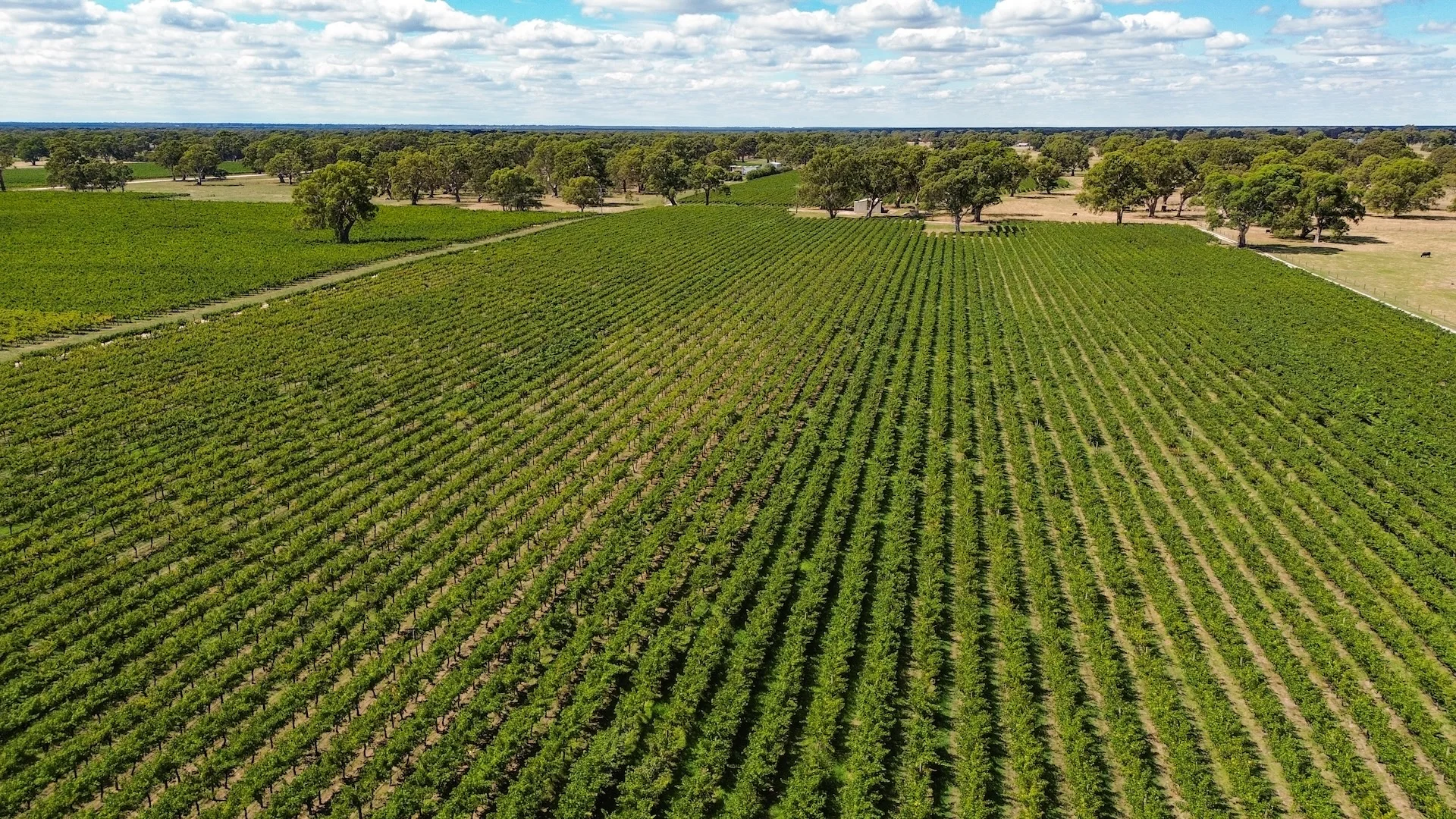 Additional image 6 of V&A Lane, Coonawarra SA 5263