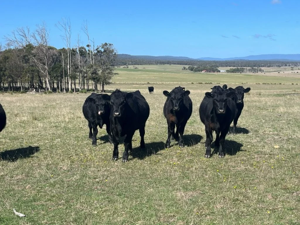 Additional image 7 of 559 North Ansons Road, Gladstone TAS 7264