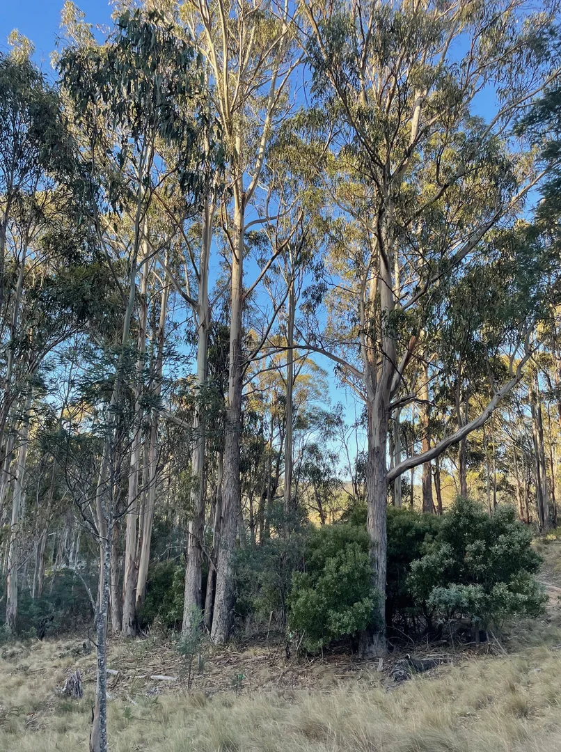 Additional image 20 of 420 Springhill Bottom Road, Colebrook TAS 7027