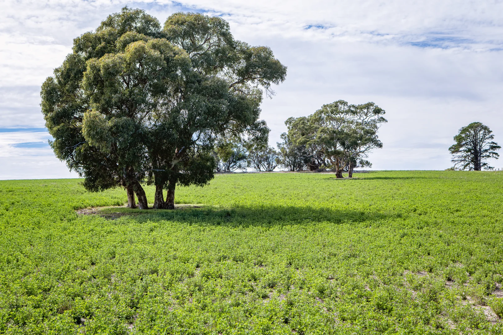 Additional image 4 of 1089 Pedericks Road, Lochaber SA 5271