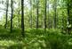 Balwil Wood, Buchlyvie, Stirlingshire FK8