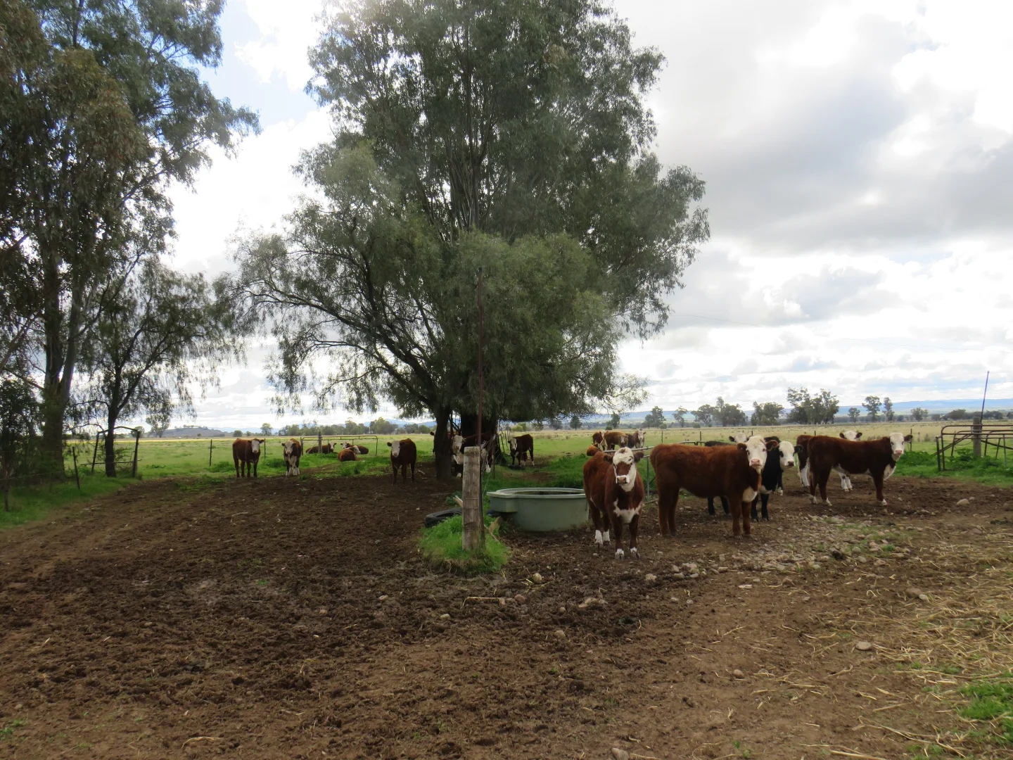 Additional image 41 of "Elstern" 1872 Old Winton Road, Tamworth NSW 2340