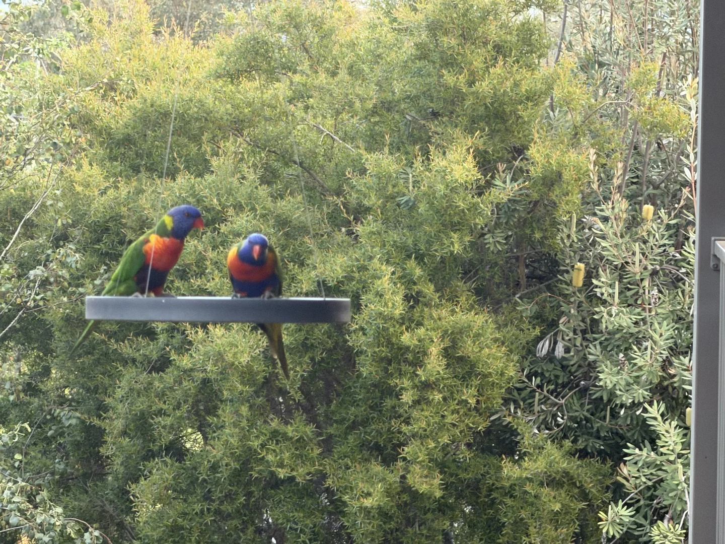 Additional image 32 of 23 Paperbark Court, Thurgoona NSW 2640