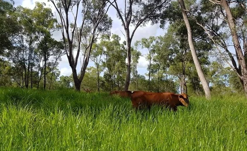 Oakenden QLD 4741 photo 5