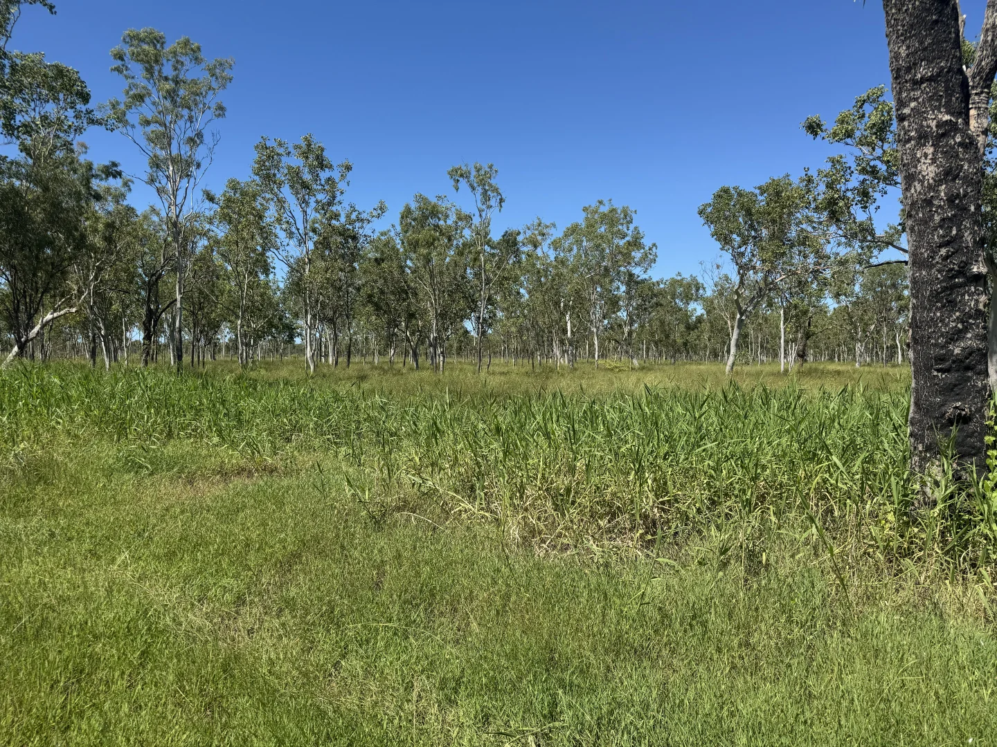 Additional image 7 of 618 Weaver Road, Swans Lagoon QLD 4807