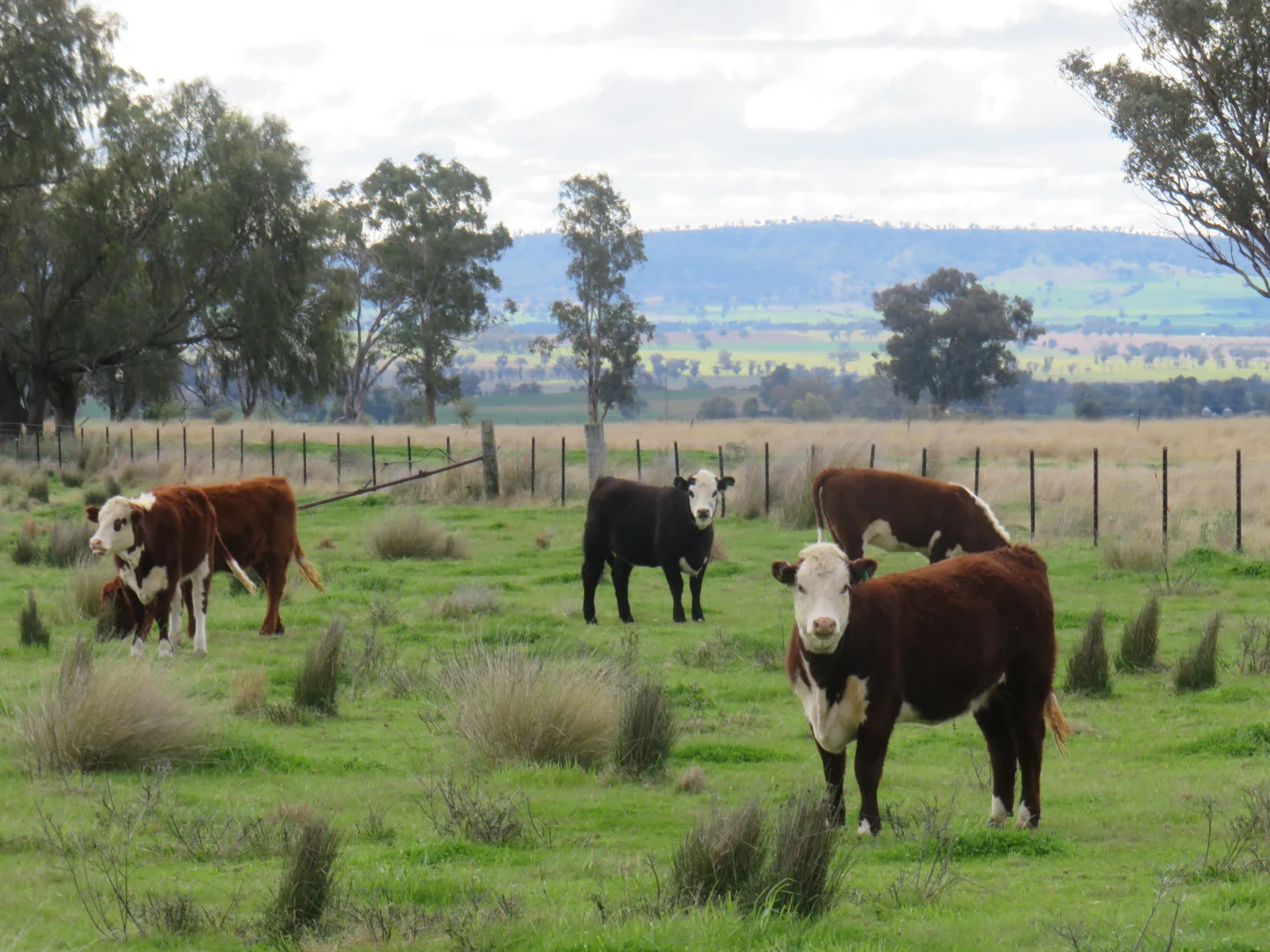 Additional image 30 of "Elstern" 1872 Old Winton Road, Tamworth NSW 2340
