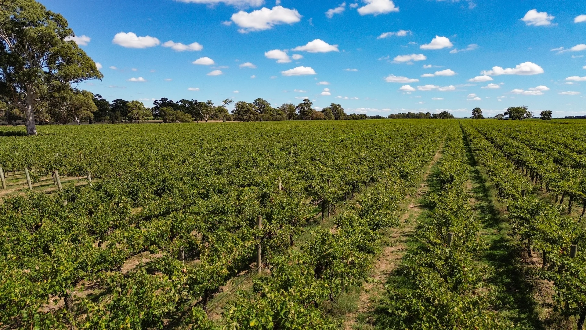 Additional image 9 of V&A Lane, Coonawarra SA 5263