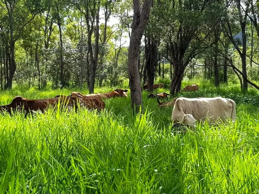 Oakenden QLD 4741 photo 3
