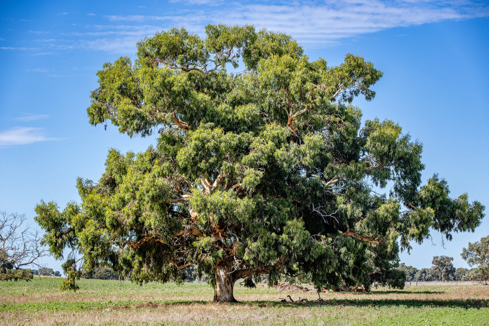 Additional image 24 of 1089 Pedericks Road, Lochaber SA 5271
