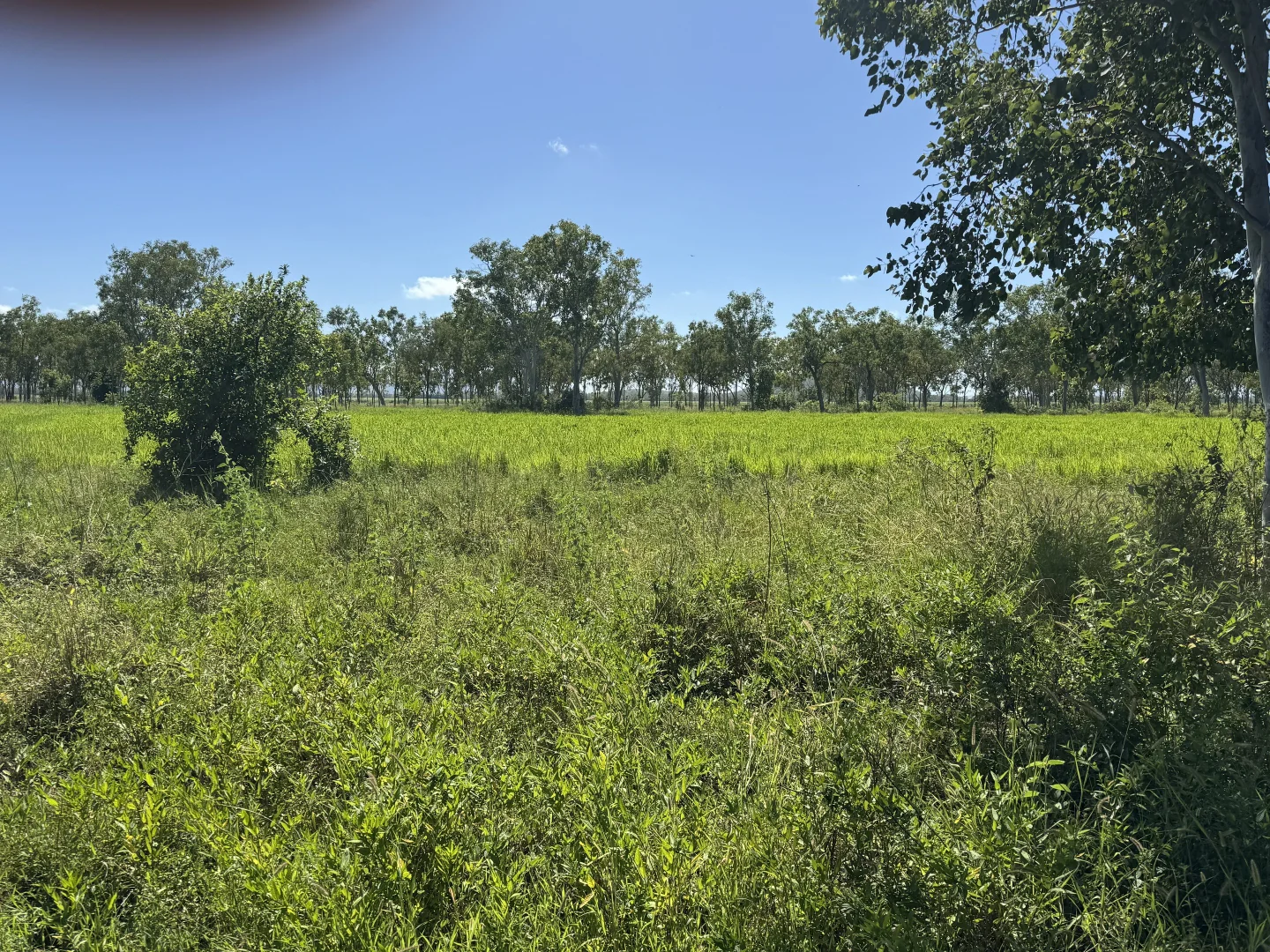 Additional image 11 of 618 Weaver Road, Swans Lagoon QLD 4807