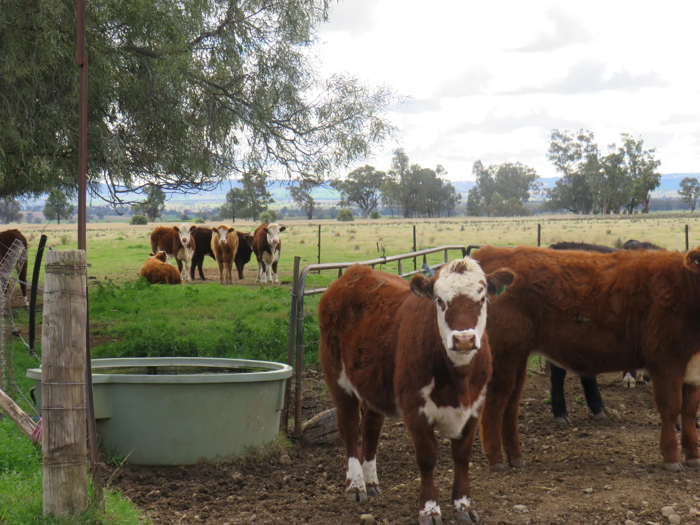 Additional image 42 of "Elstern" 1872 Old Winton Road, Tamworth NSW 2340