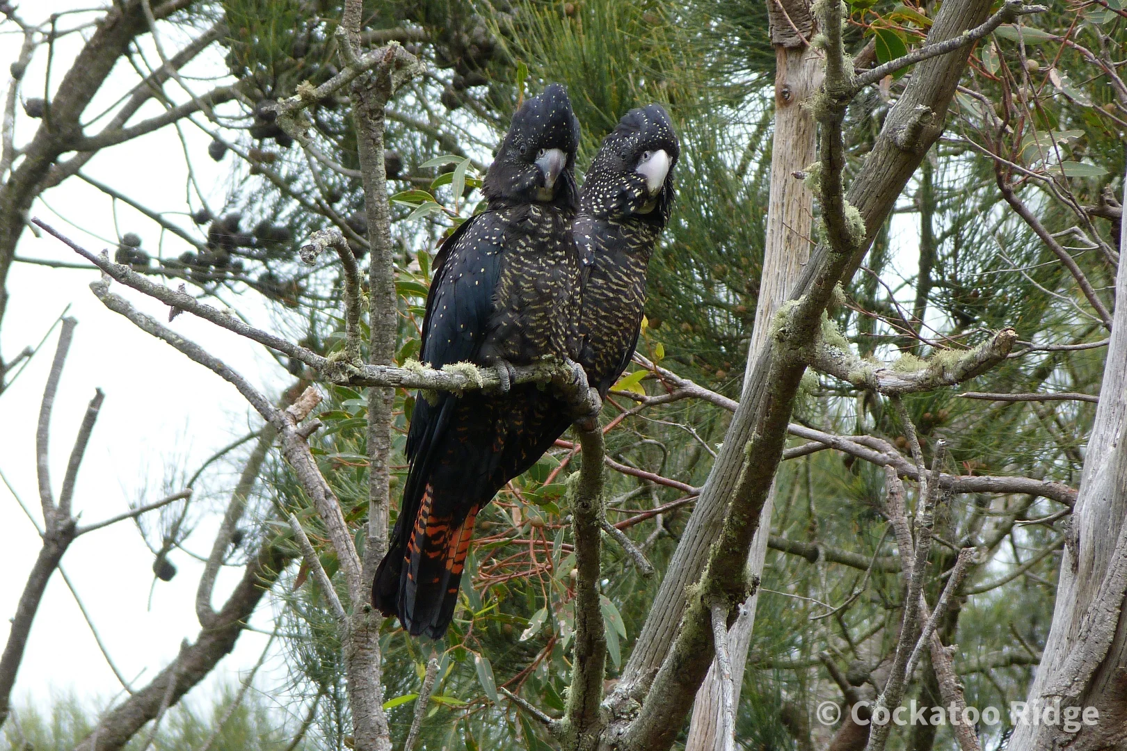 Additional image 48 of 96 Rudgyard Place, Hay WA 6333