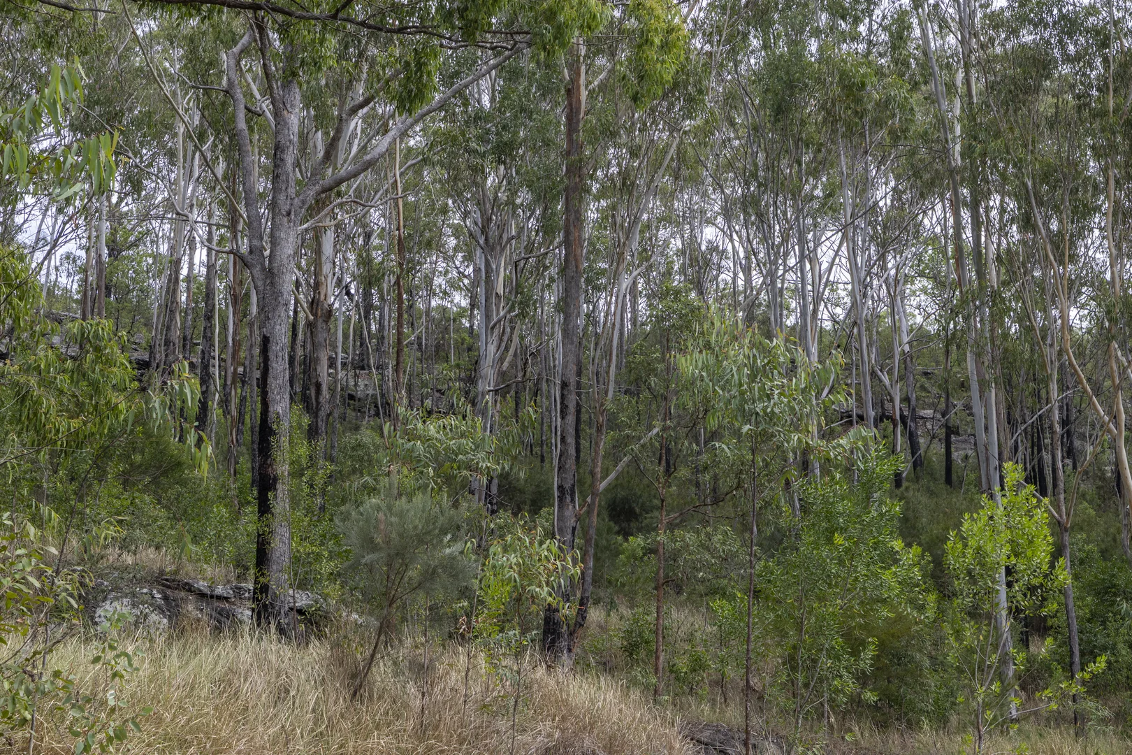 Additional image 41 of 2324 Armidale Road, Blaxlands Creek NSW 2460