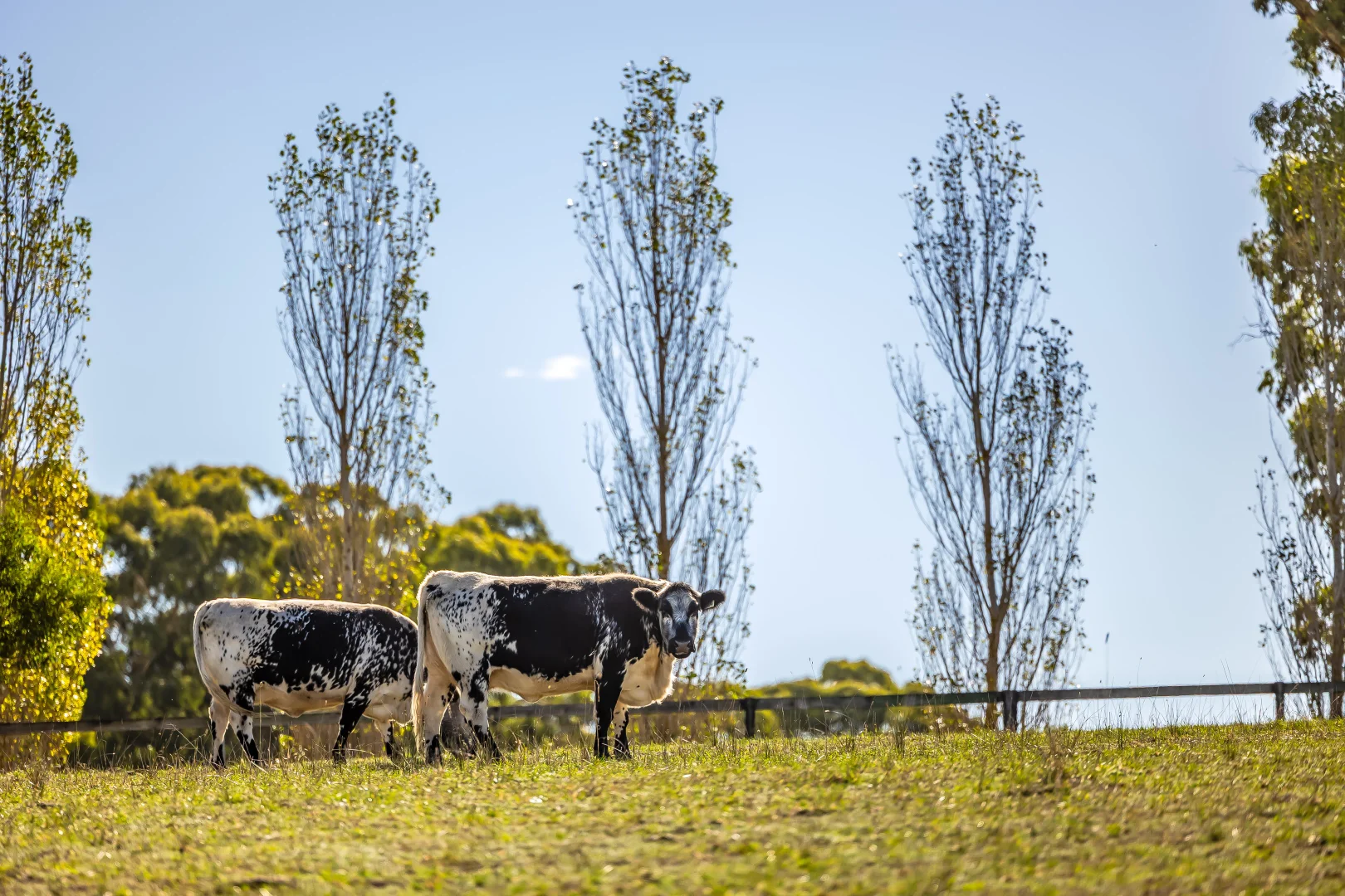 Additional image 56 of 444 Hawthorn Road, Echunga SA 5153