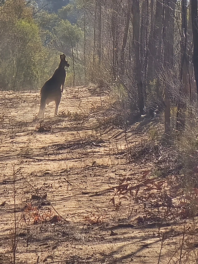 Additional image 32 of 6918 Warrumbungles Way, Coonabarabran NSW 2357
