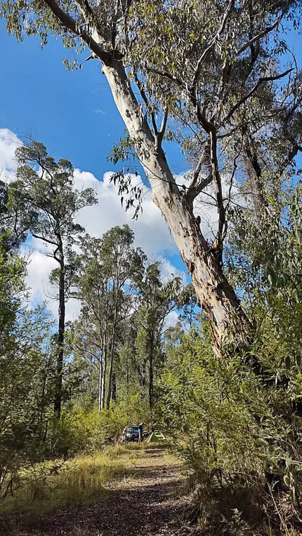 Additional image 8 of 307 Blomfield Road, Yarrowitch NSW 2354