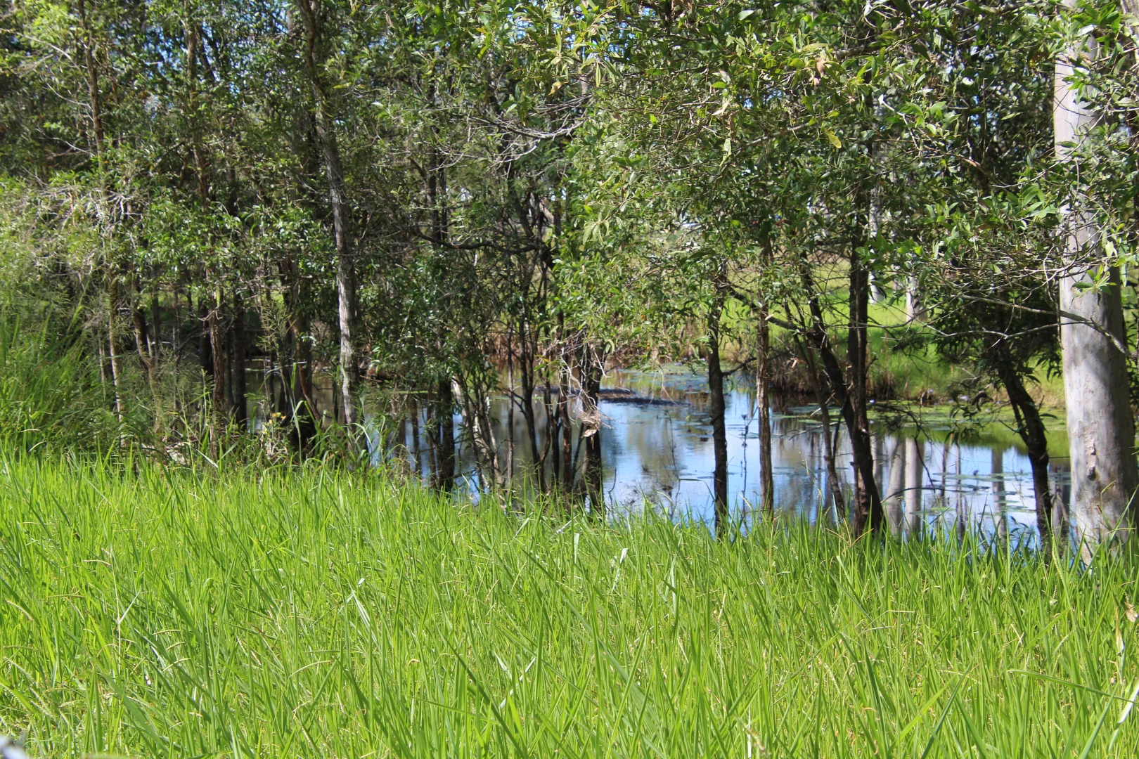 Additional image 9 of 457 Teddington Road, Tinana South QLD 4650