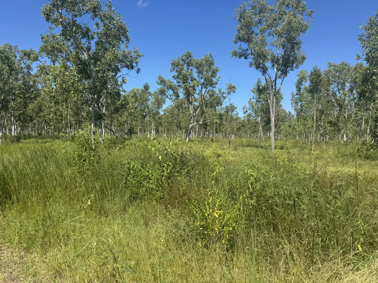 Additional image 8 of 618 Weaver Road, Swans Lagoon QLD 4807