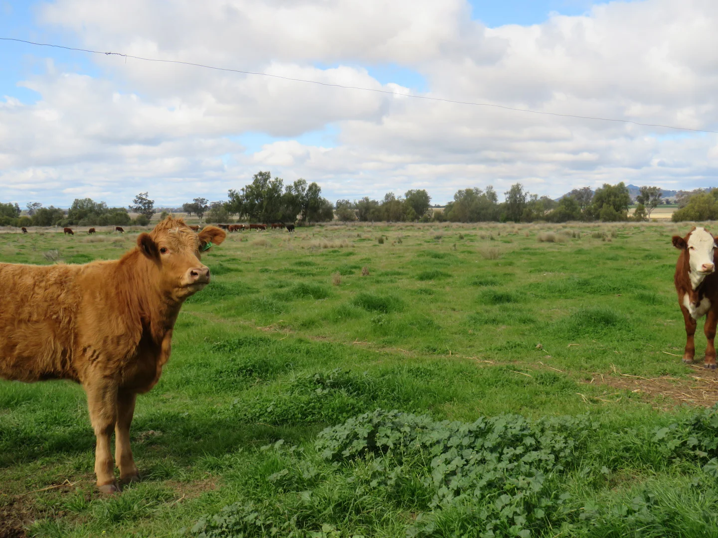 Additional image 43 of "Elstern" 1872 Old Winton Road, Tamworth NSW 2340