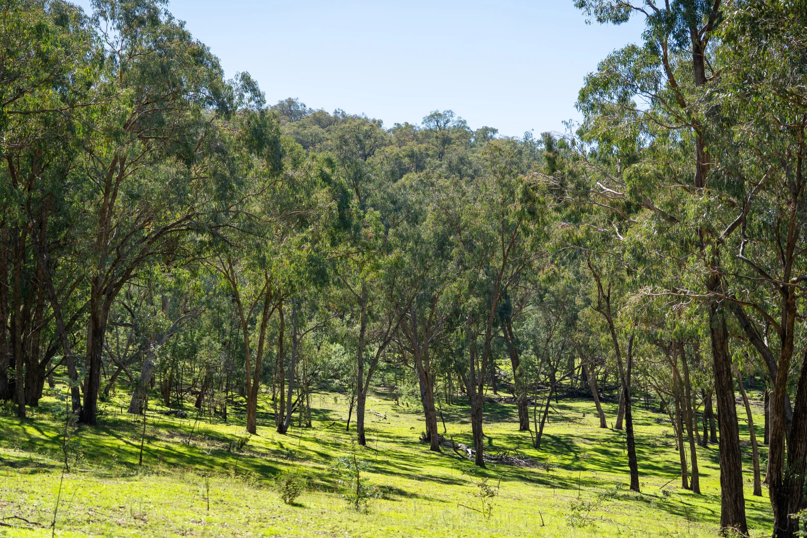 Additional image 9 of 191 Ferndale Road, Woomargama NSW 2644
