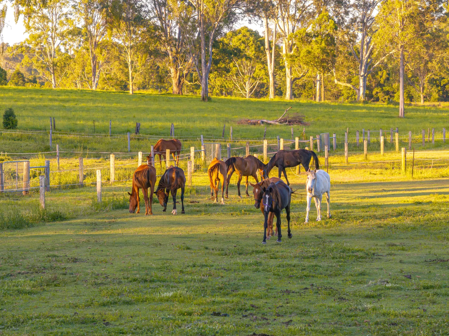 Additional image 36 of 46 Green Trees Road, Pie Creek QLD 4570