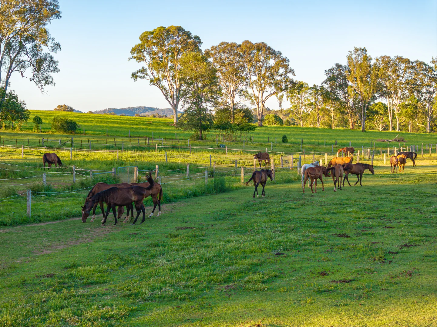 Additional image 35 of 46 Green Trees Road, Pie Creek QLD 4570