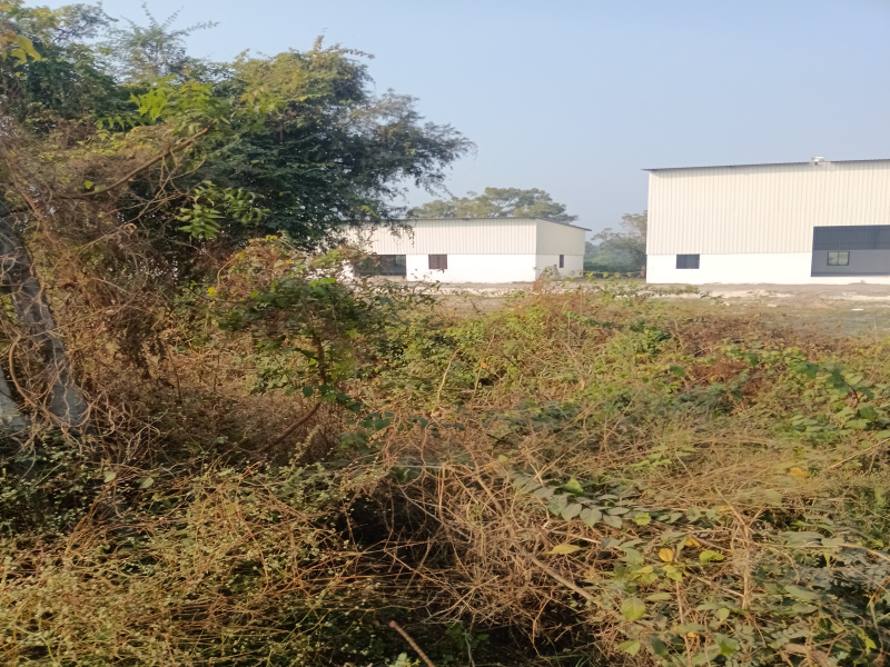 Nana Fofalia, Vadodara