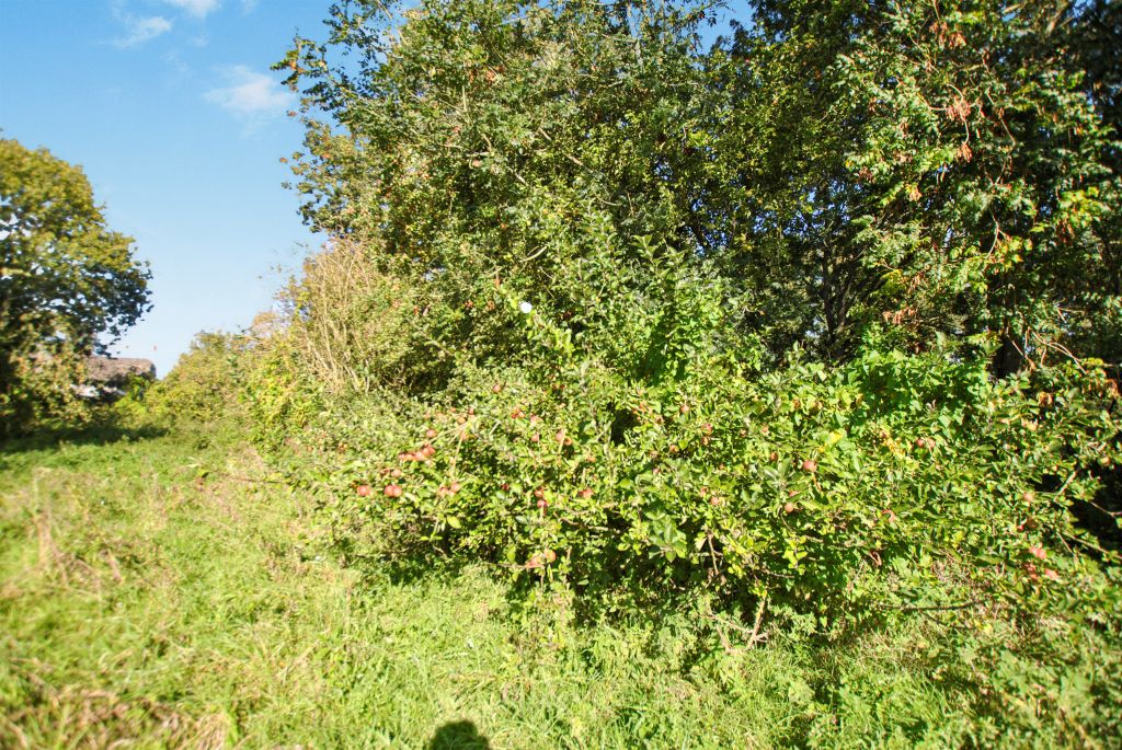 Additional image 4 of Land for saleBerrick Salome, Roke, Wallingford OX10