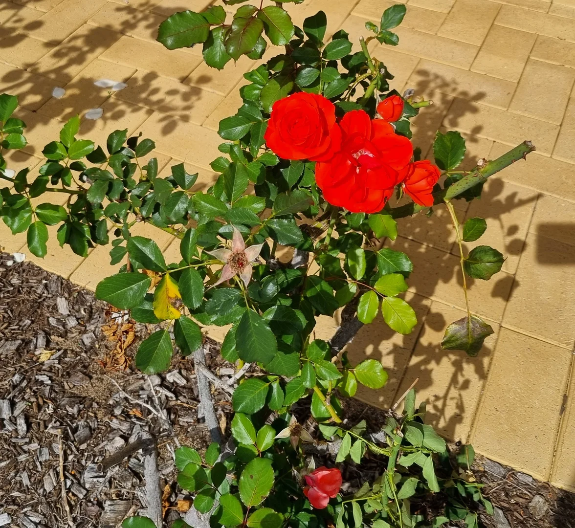 Additional image 9 of 10 Magnolia Court, Cowaramup WA 6284