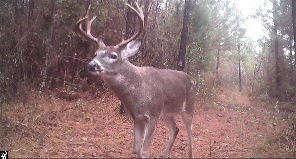 Lee Road 293, Smiths Station, AL 36877