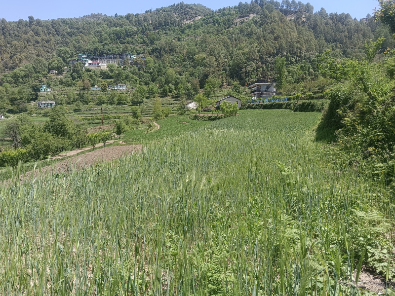Mukteshwar, Nainital photo 3