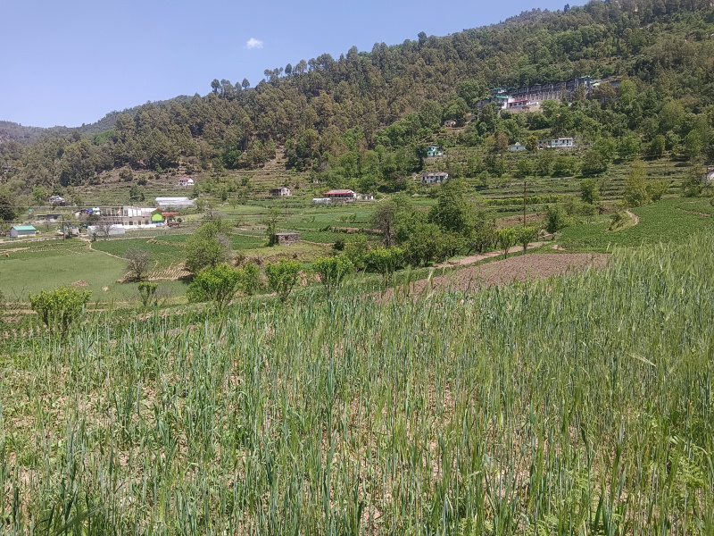 Mukteshwar, Nainital photo 2