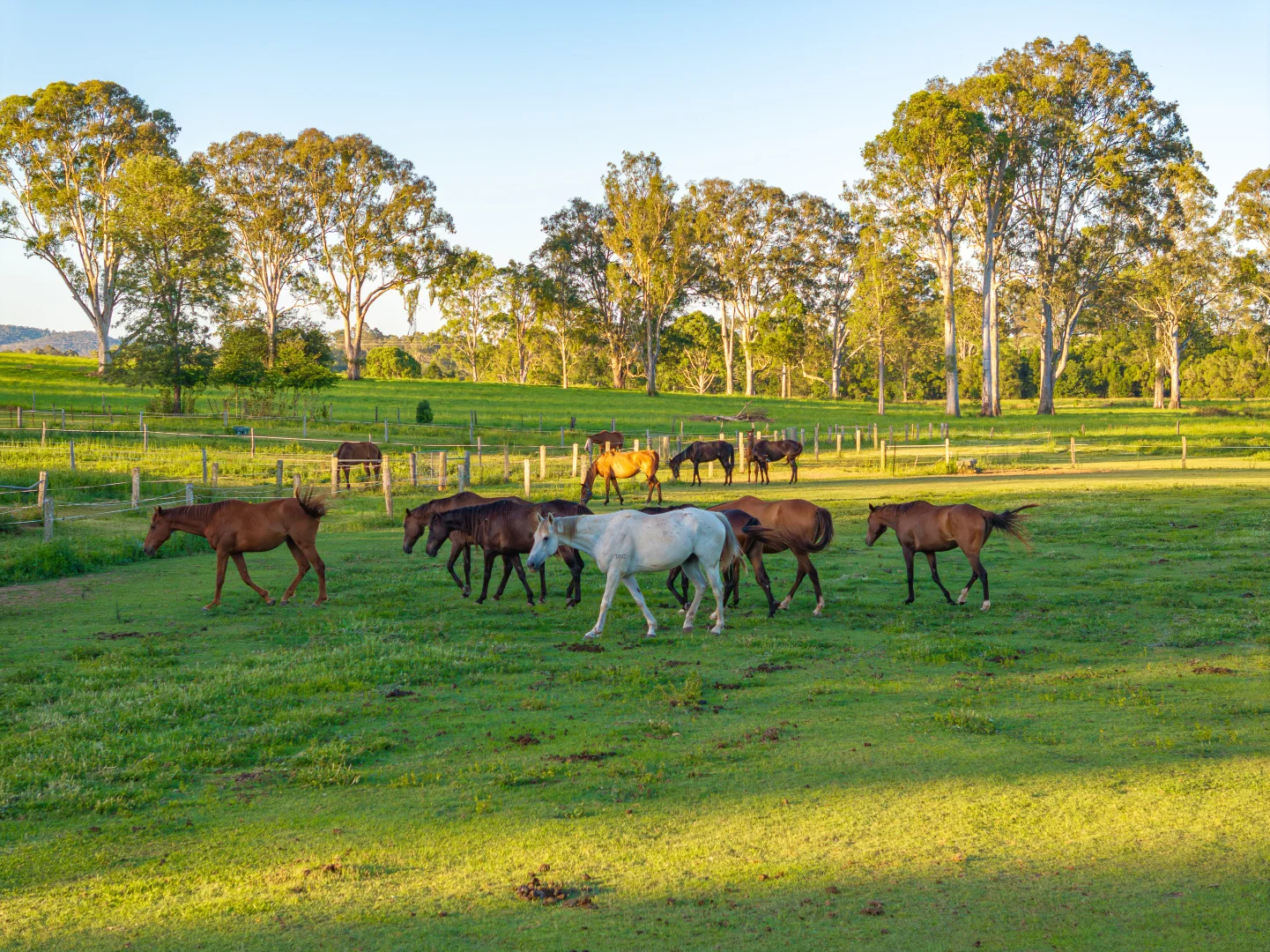 Additional image 34 of 46 Green Trees Road, Pie Creek QLD 4570