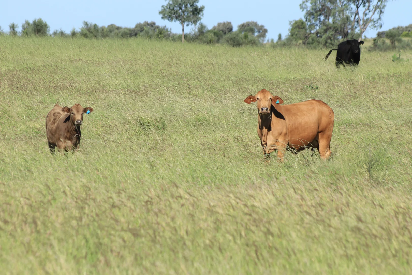 Additional image 24 of 564 ORALLO ROAD, Roma QLD 4455